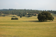 Los pastos del Zafranar Cortes de Arenoso