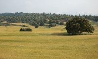 Los pastos del Zafranar Cortes de Arenoso