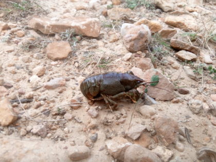 Foto de Salvador Gallur Marti