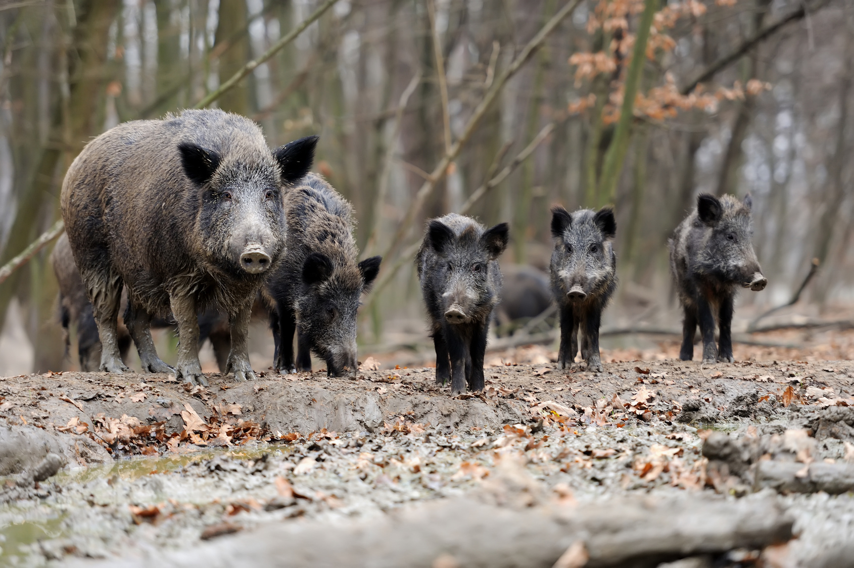 el-jabal-el-jardinero-del-bosque-sus-scrofa-mas-la-mateba